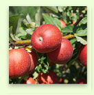 Peach Product 5