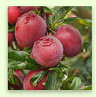 Peach Product 4