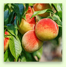 Peach Product 1