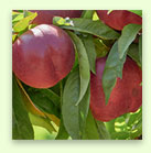 Peach Product 3